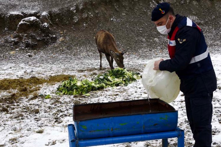 Kastamonu'da kızıl geyiklere Jandarma şefkati -