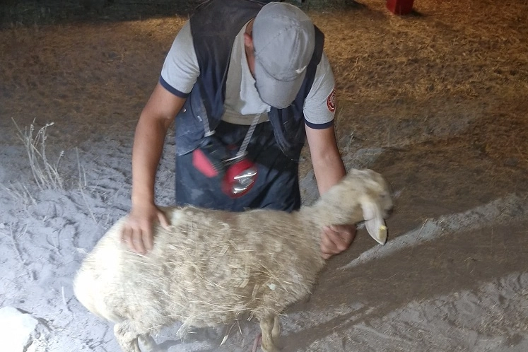 Kayseri İtfaiyesi'nden gece yarısı koyun operasyonu -