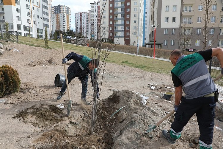 Kayseri Talas'ta ağaçlandırma sezonu açıldı -