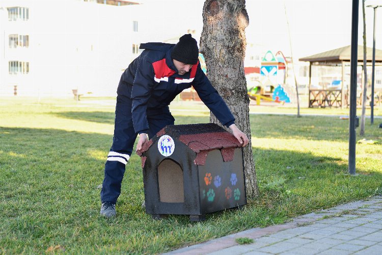 Kedilerin sıcak evi Bursa Mustafakemalpaşa'dan -