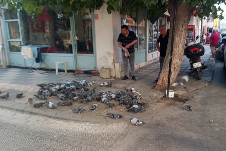 Keşan'da hayvansever esnaf her gün güvercinleri besliyor -