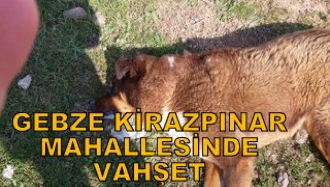 KİRAZ PINARDA HAYVAN KATLİAMI