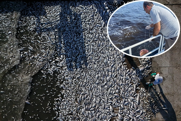 Kirli suları İzmir Körfezi'ne deşarj etmişler! Balık ölümleri sürüyor! -