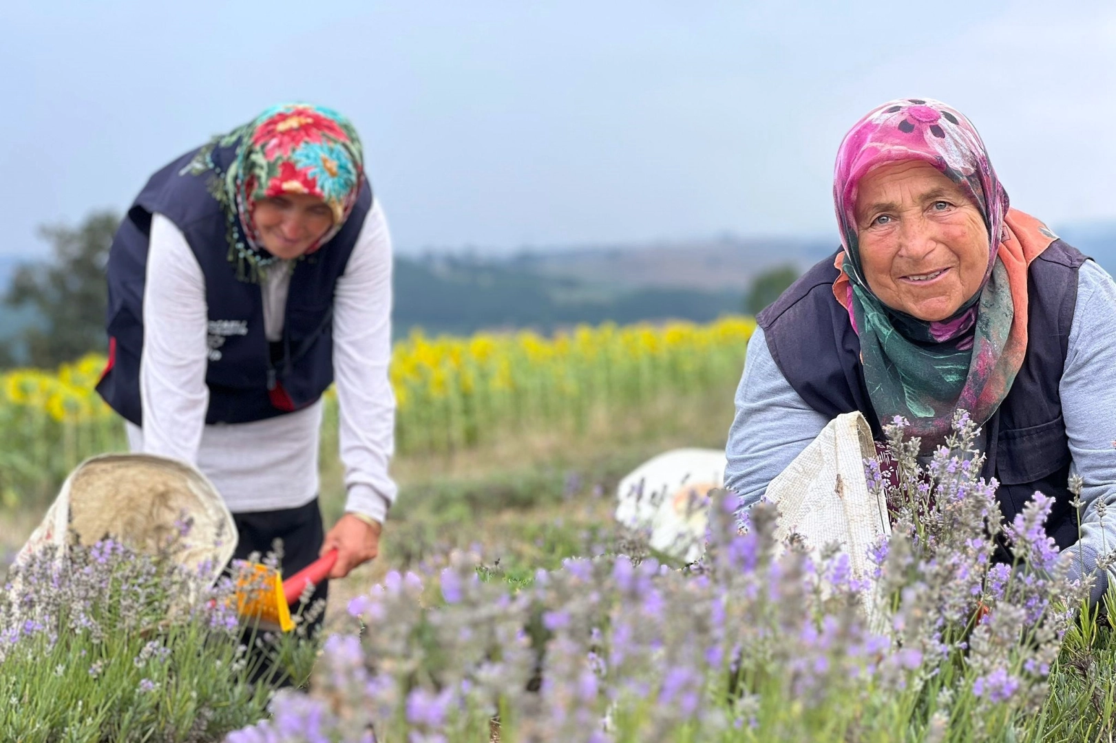 Kocaeli’de mor tarlalarda lavanta hasadı başladı -