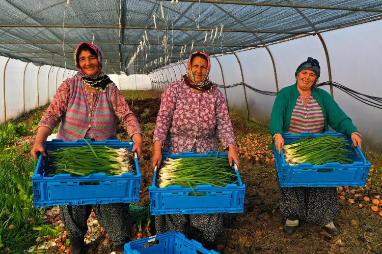 Kocaeli'de yüzde 50 hibeli modern sera desteği -