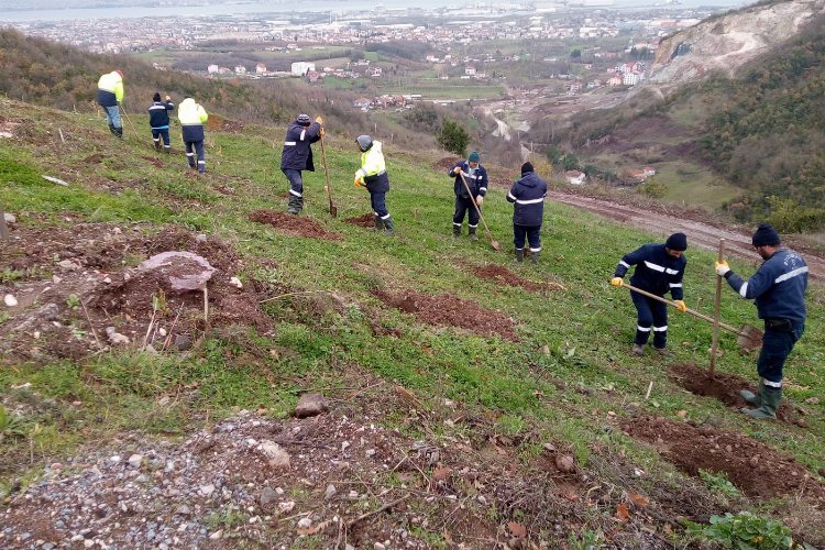 Kocaeli Gölcük Hisareyn’e bal ormanı