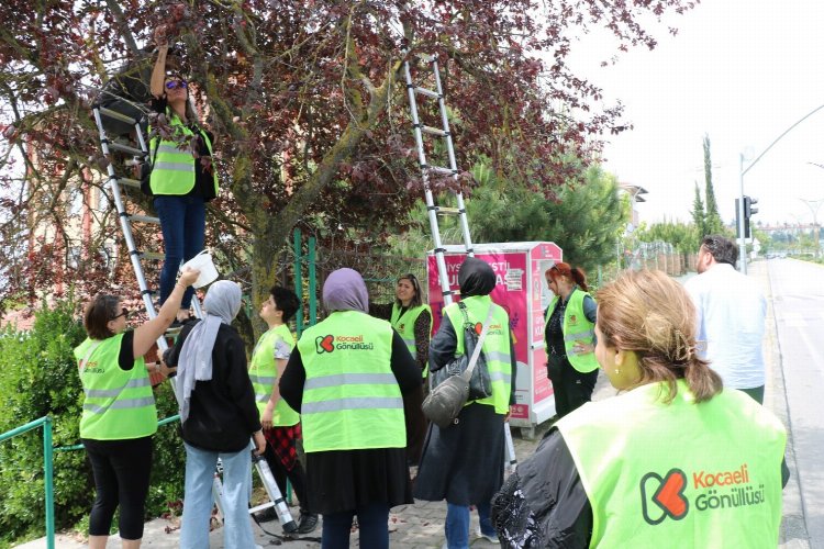 Kocaeli göüllüleri dalından toplayarak sevgilerini de kattılar -