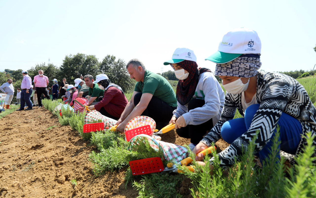 Kocaeli’nin biberiyelerinde hasat zamanı