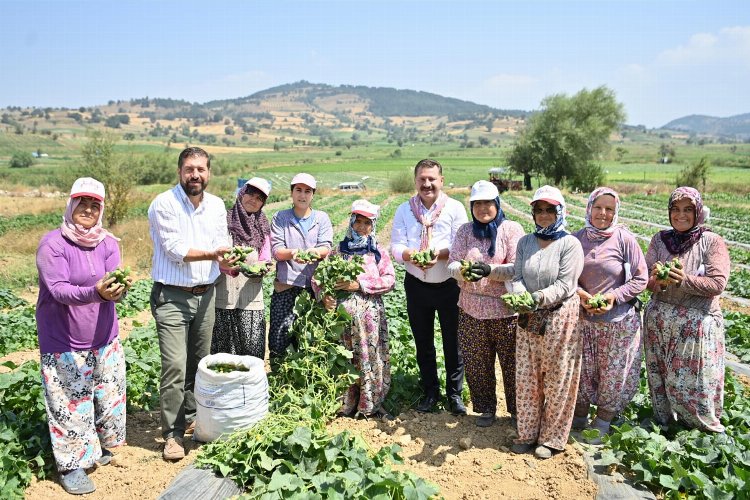 Kornişon üreticilerinde hasat sevinci -