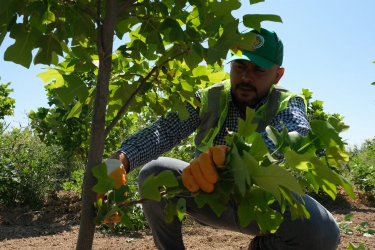 Malatya'da 30 bin fidan dikime hazır -