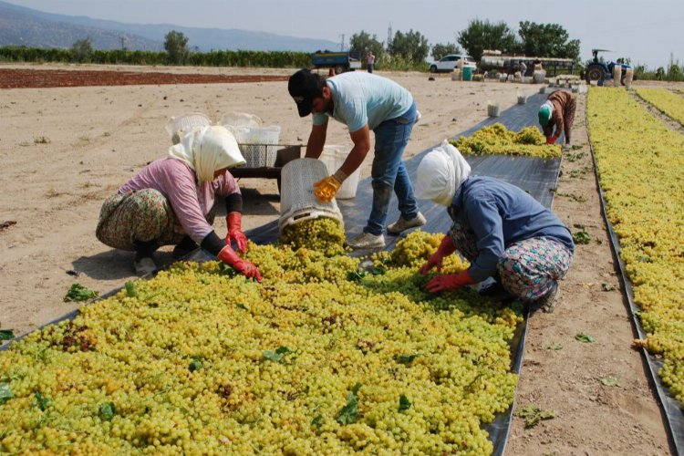 Manisa Büyükşehir’den üzüm üreticilerine ücretsiz 100 bin sepet -