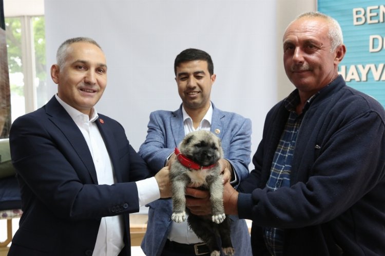 Manisa'da hayvan yetiştiricilerine kangal desteği -