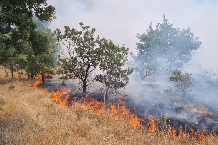 Manisa'da ormanlık alanı tehdit eden yangın -