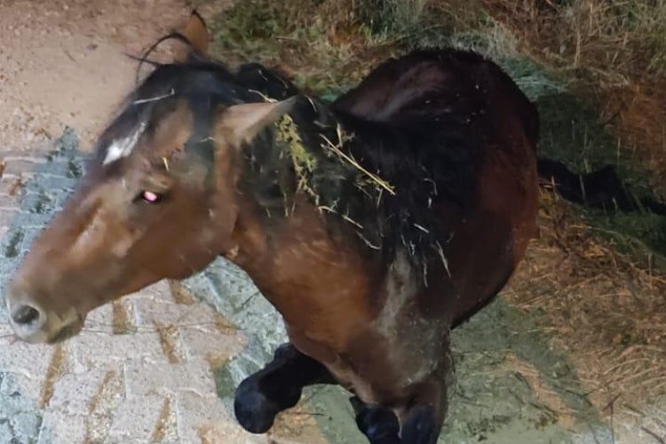 Manisa'da yılkı atı tedavi sonrası yeniden doğal yaşamda -