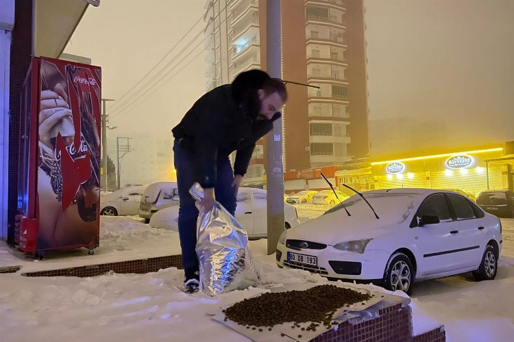 Mardin Büyükşehir sokak hayvanlarına düzenli mama dağıtıyor -