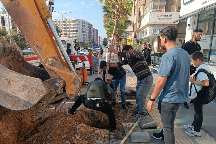 Mardin’de ağaç kesenler fidan dikti -