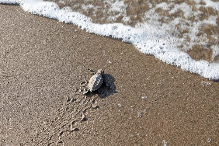 Mavi gönüllüleri Caretta Caretta’ları Akdeniz’le buluşturuyor -