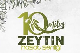 Milas'ta zeytin hasat şenliği için geri sayım başladı -