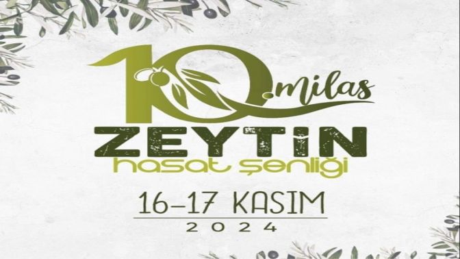 Milas'ta zeytin hasat şenliği için geri sayım başladı