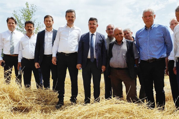 Mudanya'da yeni çeşit buğdaylara hasat -