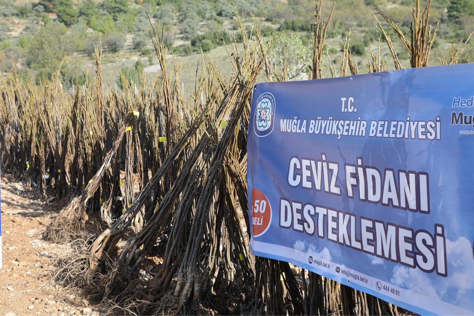 Muğla'da her kapıda bir fidan! -