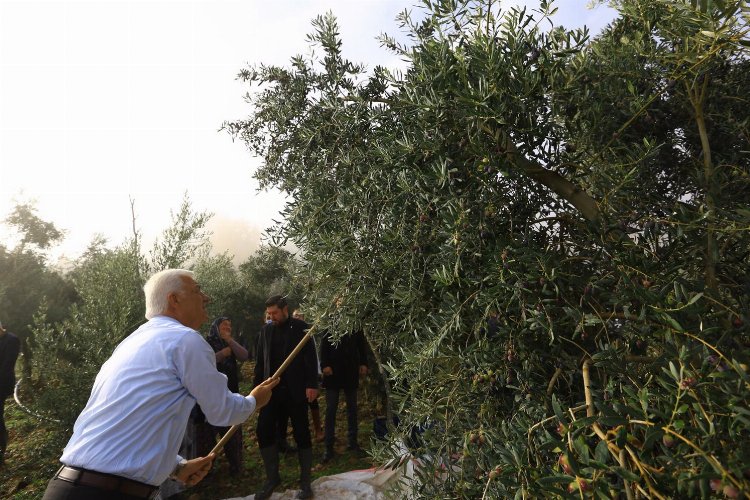 Muğla zeytinliklerin korunması için hukuki mücadele başlatıyor -