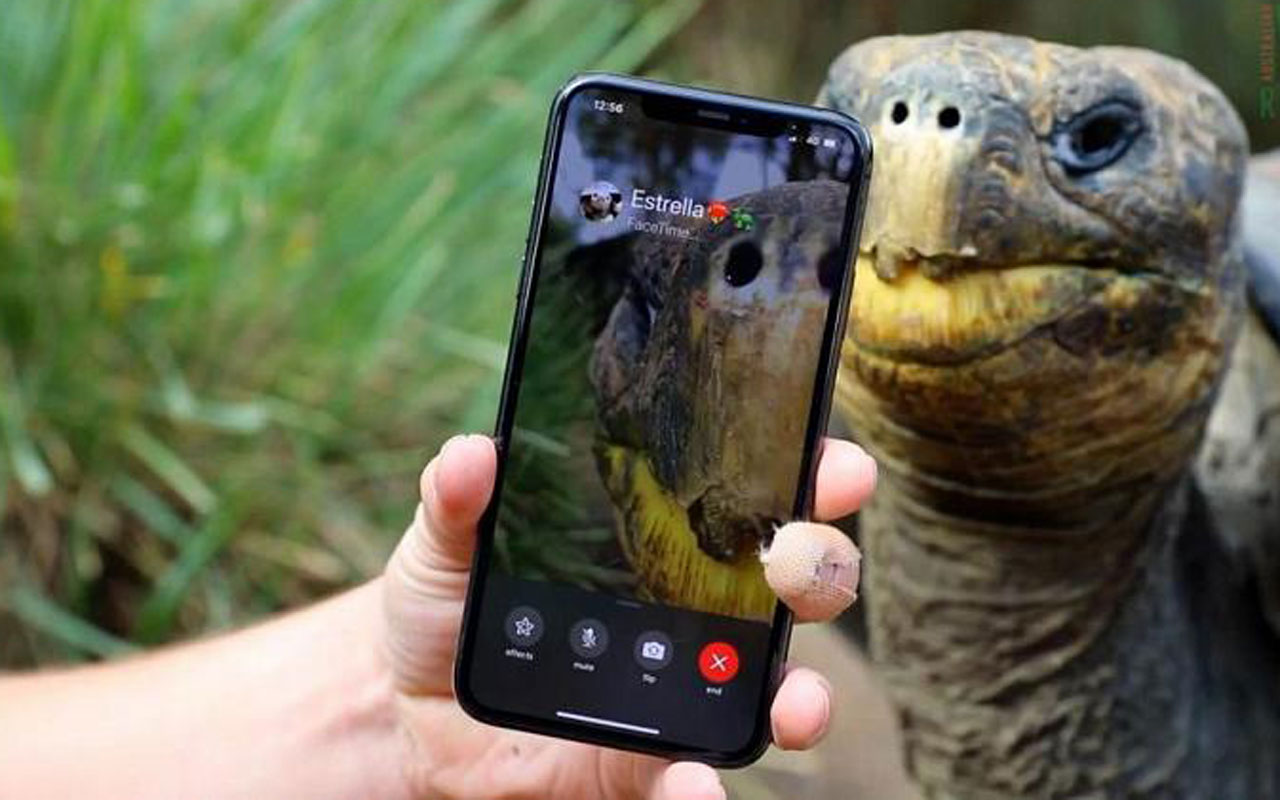 Nesli tükenen iki kaplumbağa Face Time’da buluştu