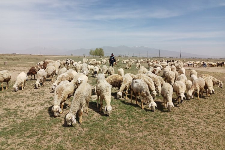 Niğde’de mera alanları yeşerecek -