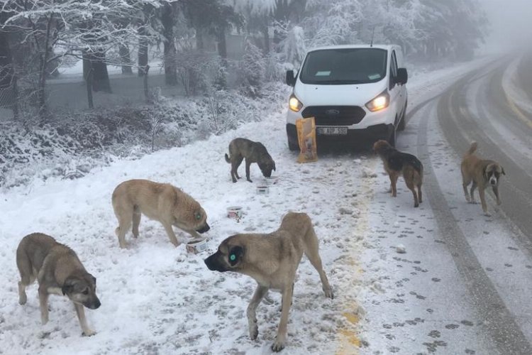 Osmangazi Belediyesi, Uludağ'daki sahipsiz hayvanları besliyor 