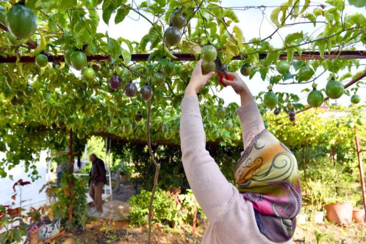 Passiflora üreticilerinin hasat sevinci -