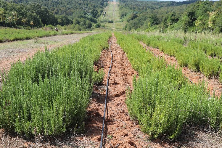 Sakarya Botanik'te biberiye zamanı... Hedef 15 ton -