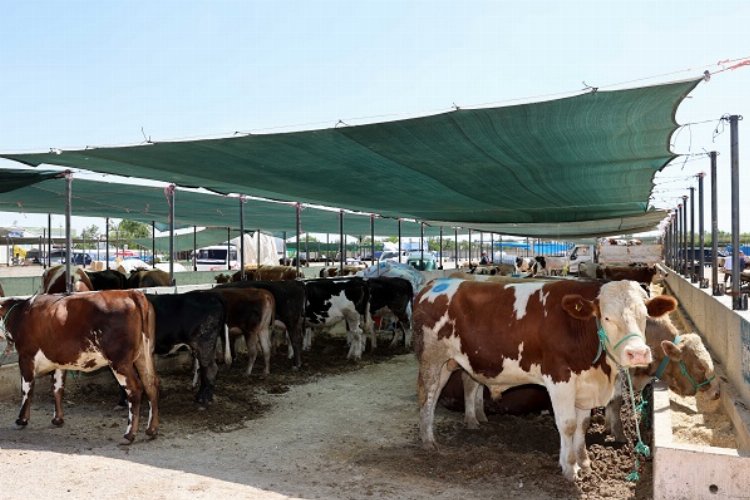 Selçuklu’da kurban satış ve kesim yerleri belli oldu -