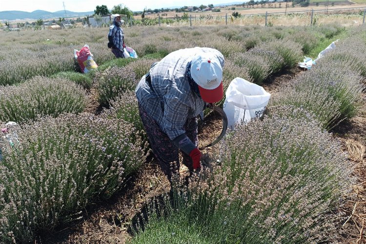 Siğilli Lavanta Bahçesi’nde 4.hasat dönemi başladı -