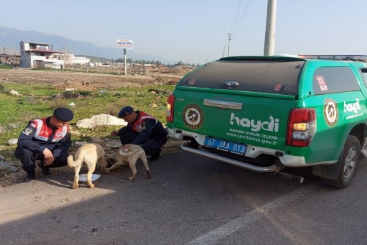 Sinop'ta afet bölgesindeki hayvanlara Jandarma'dan mama desteği -