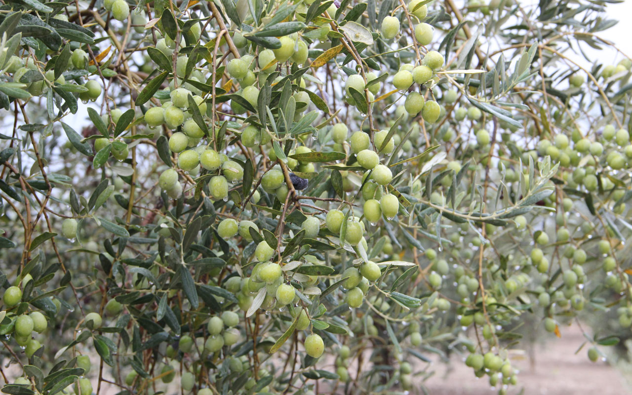 Sofralık zeytin ve zeytinyağı ihracatı zirvede