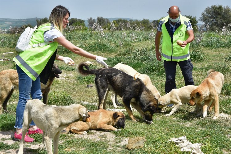 Sokak hayvanlarına Bursa şefkati -