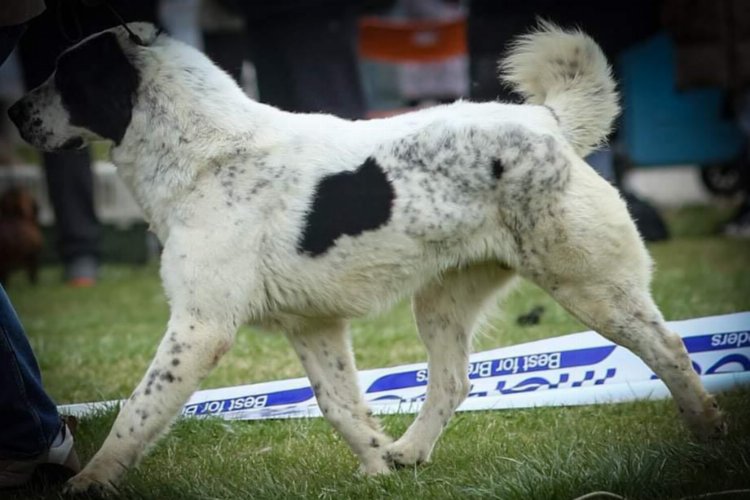 Sırbistan şampiyonu 'Laysan' Makedonya yolcusu -