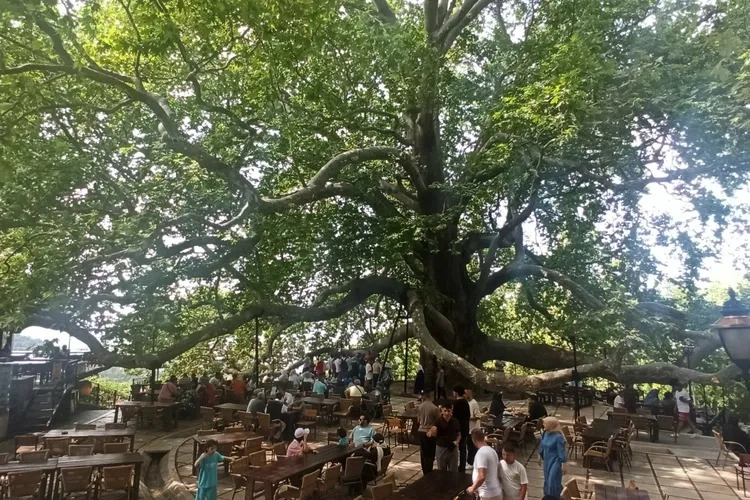 Tarihi İnkaya Çınarı turistler tarafından yoğun ilgi görüyor -