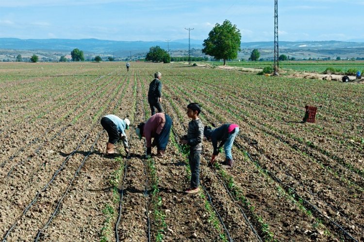 Tarım işçisi çocuklar için acil çözümler üretilmeli -