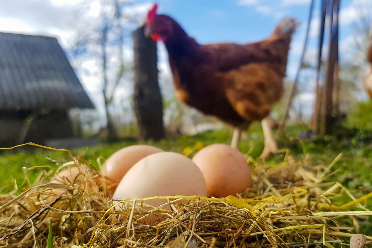 2 milyara yakın yumurta üretildi -