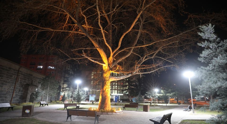 Kocasinan'ın asırlık çınarlarını belediye aydınlattı