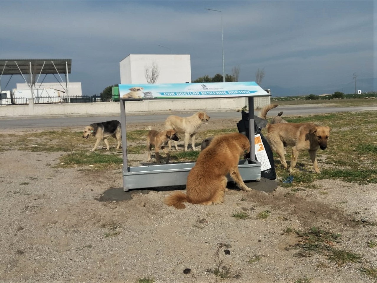 İzmir Bergama'da can dostlarının beslenme noktaları çoğalıyor