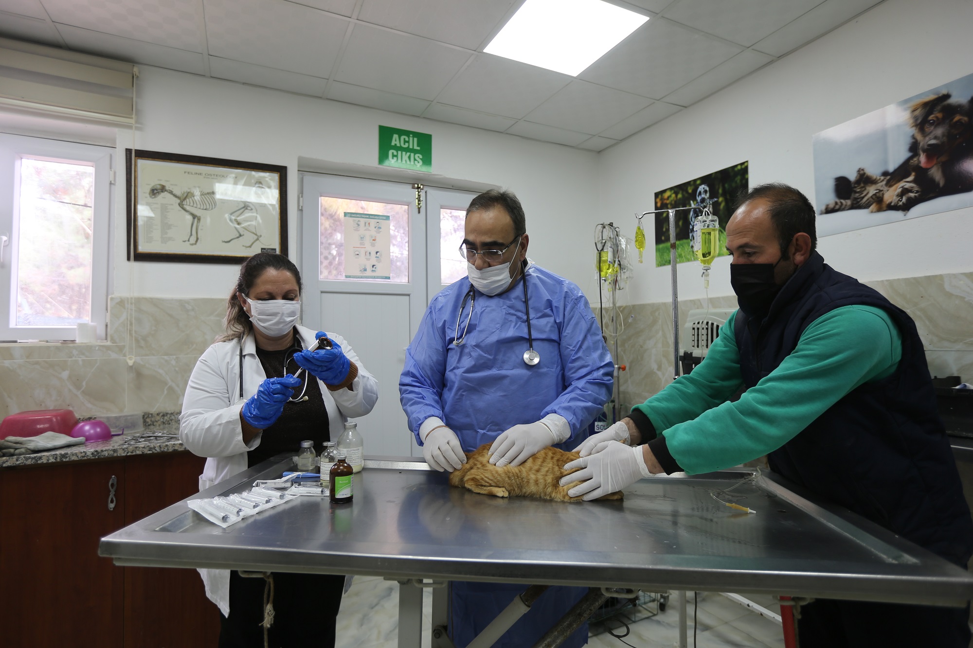 Gaziantep Büyükşehir, yaralı kediye 'nefes' oldu