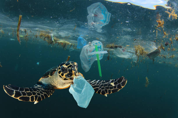 AB’de plastiksiz dönem başlıyor