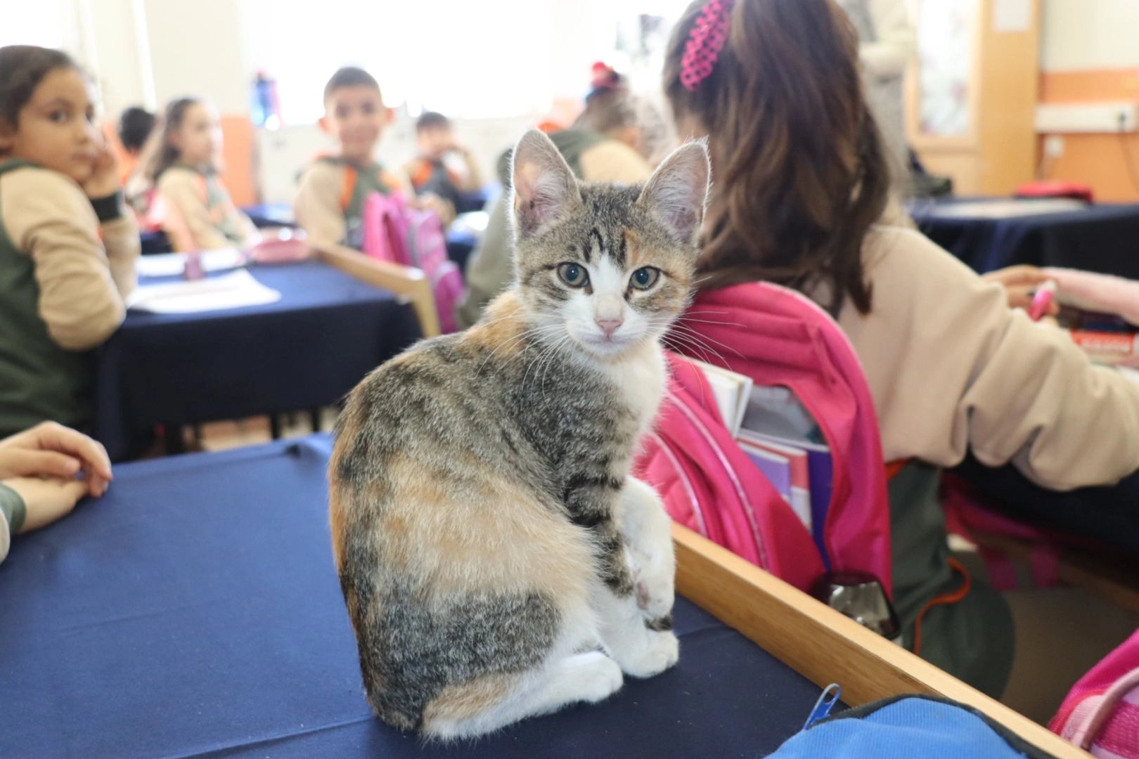 Amasya'da kedi 'Karamel' sınıfın parçası haline geldi -