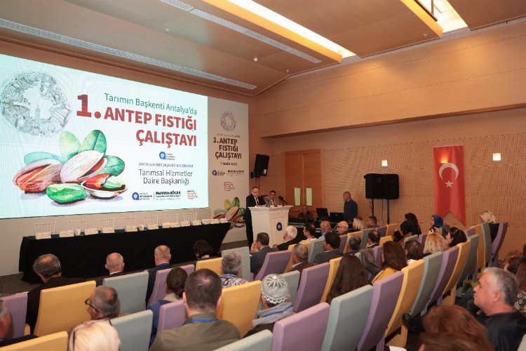 Antalya Antep fıstığına dönüyor -