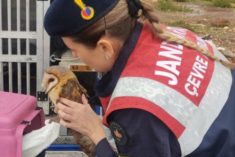 Aydın Didim Jandarması'ndan doğaya yardım eli -