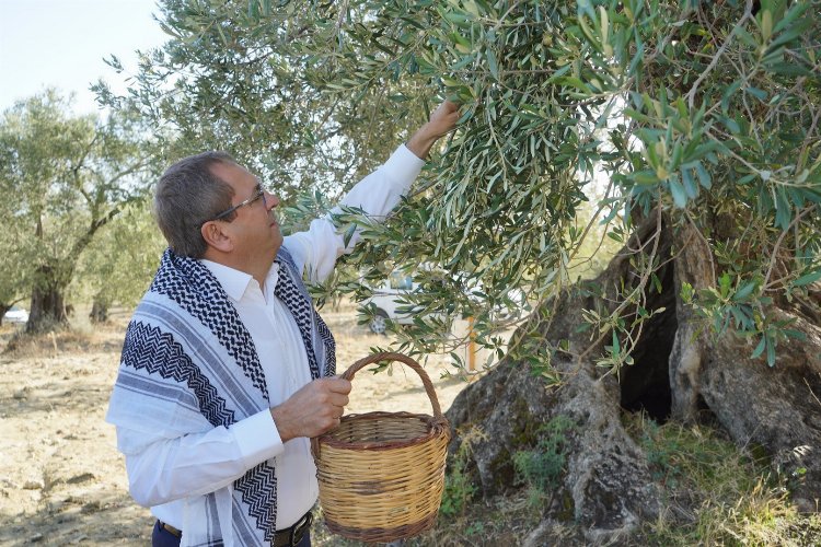 Ayvalık'tan 'Dünya Zeytin Ağacı Günü' mesajı -