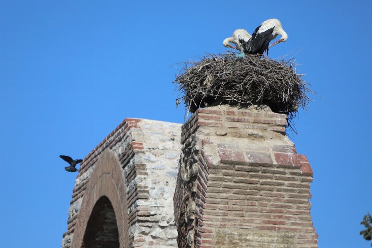 Baharın müjdecileri Efes Selçuk semalarında -