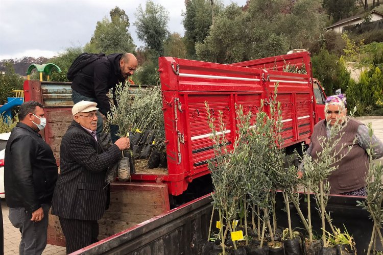 BALKANTÜRKSİAD'dan zeytin fidanı desteği